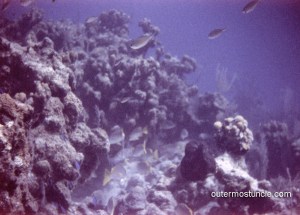 1950's underwater photograph, taken on slide film, by Bill Scales. Bahamas. Bermuda Triangle.