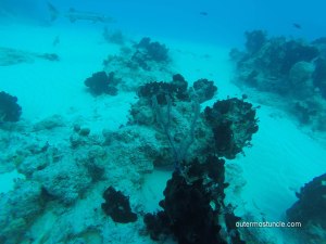 Modern photo, underwater image of coral and barracuda, just off San Salvador Island, Bahamas.