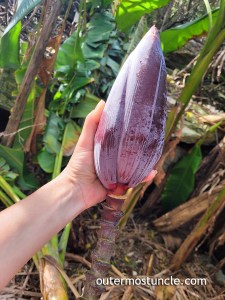 A banana tree blossom.