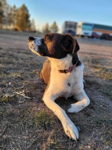 A cute republican dog in the sunset.