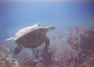 Underwater photo of a sea turtle. Taken by my Uncle Bill, circa 1958. in the Bahamas.