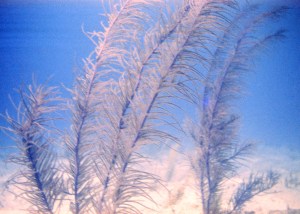 Underwater photo of sealife. Taken by Uncle Bill circa 1958.