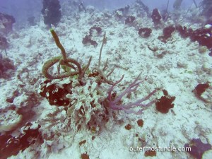 Underwater photo of the coral reef near San Salvador Island. Taken 2024.