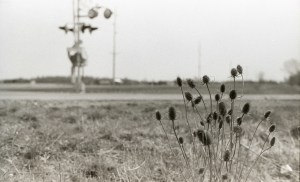 Railroad crossing, in black and white, with dead weeds in the foreground. 