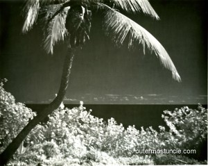 A black and white photo of a palm tree on a Bahamas island.