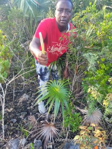 Marissa, handing me a sugar palm stem. Mayaguana Island, Bahamas 2024.