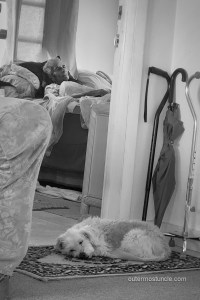 A black and white photo. There's a woman, Juanita, Denise's mother, in the background - asleep on the bed. Teddy her 16 year old dog in sleeping in the foreground, keeping watch over her. 2025, San Salvador Island. Bahamas.